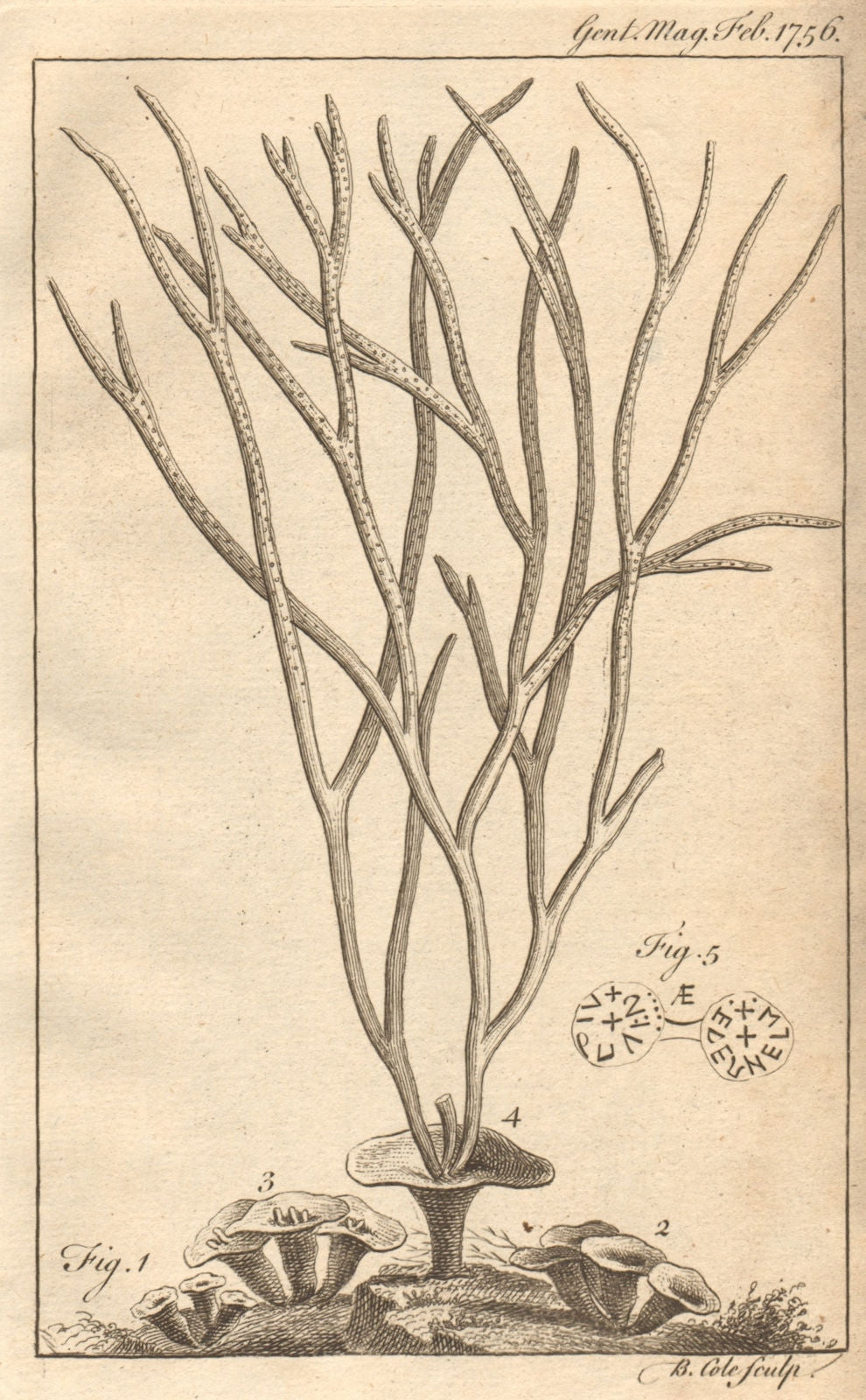 Sea-thong & Kelp, Mount's Bay, Cornwall. Saxon stica of Archbishop Wigmund 1756